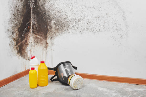 Best Mold Damage Repair  in Irving, TX