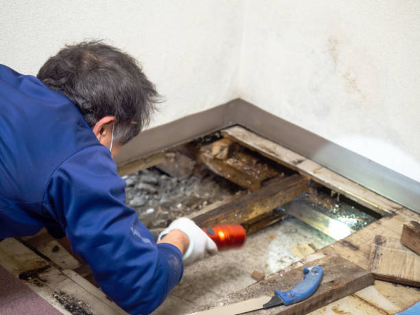 Mold Testing and Removal in Irving, TX