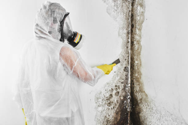 Best Mold Testing  in Irving, TX