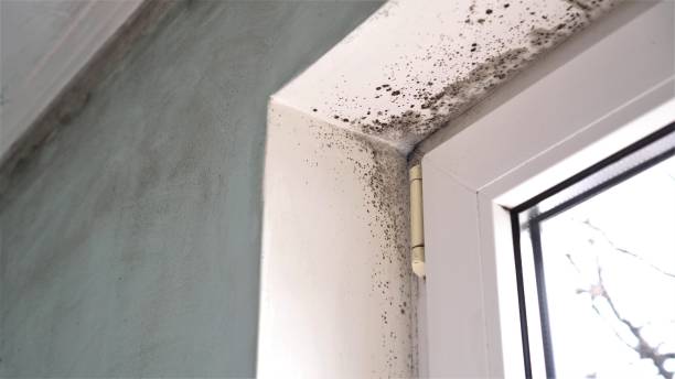 Office Mold Removal Services in Irving, TX