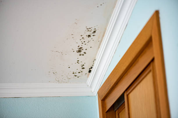 Best Affordable Mold Removal  in Irving, TX