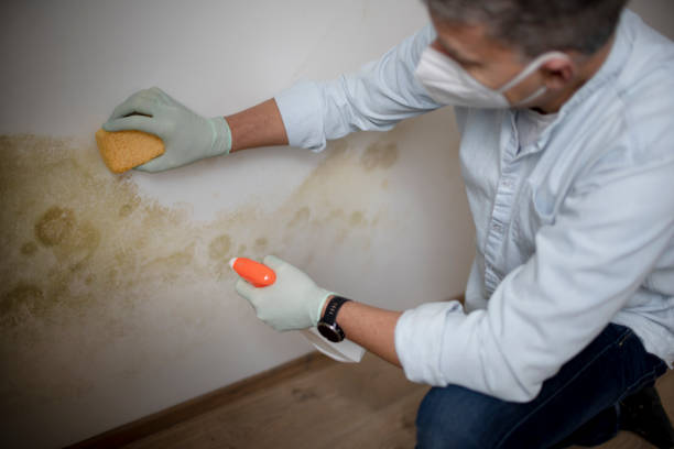 Best Mold Testing and Removal  in Irving, TX