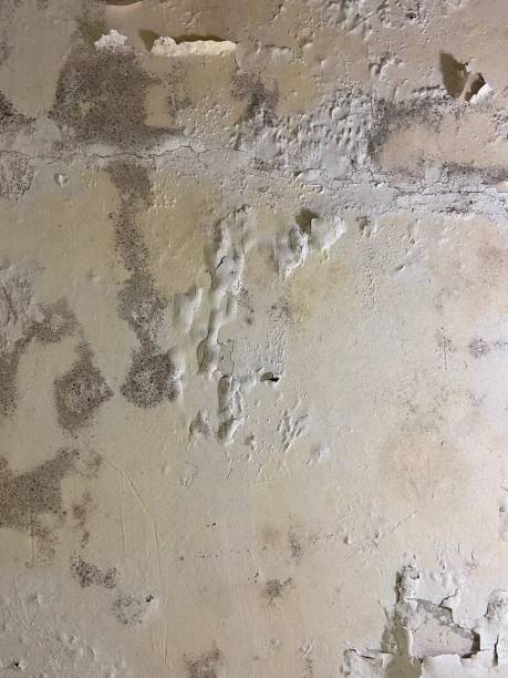 Best Mold Removal Near Me  in Irving, TX
