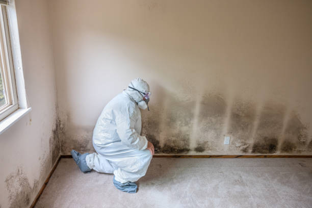 Best Commercial Mold Removal  in Irving, TX