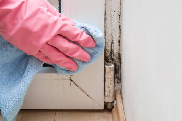 Mold Removal Process in Irving, TX