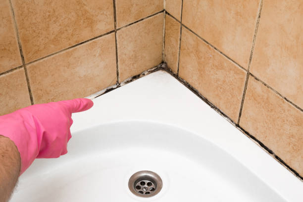 Best Same-Day Mold Removal  in Irving, TX